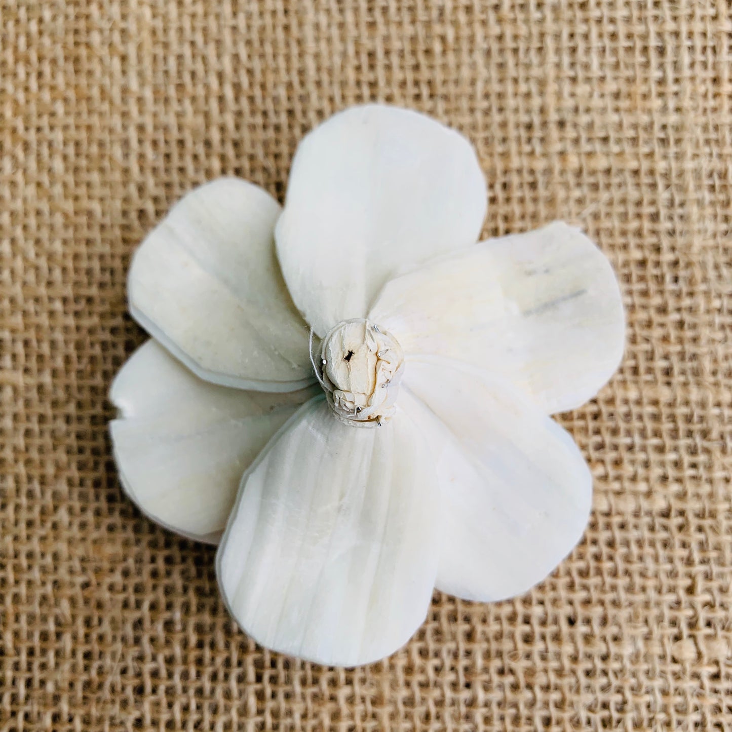 Sola Sweet Pea Flower - 1 Dozen