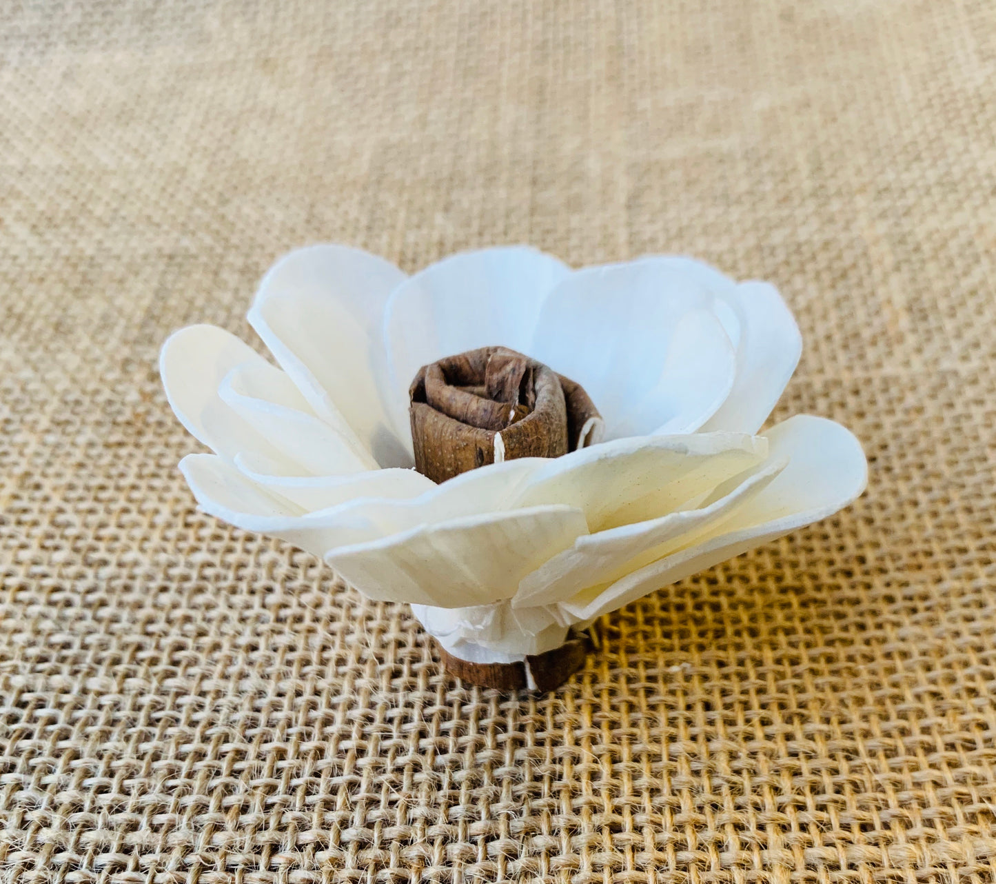 Sola Cute as a Button Wholesale