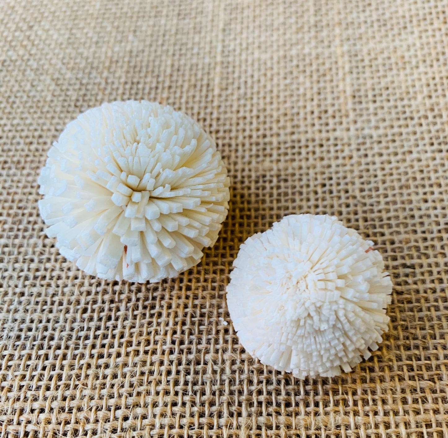 Sola Pom Pom Wholesale