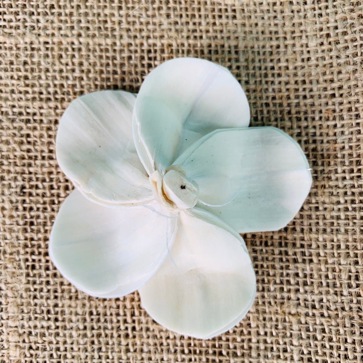 Sola Lovie Flower - 1 Dozen Wholesale