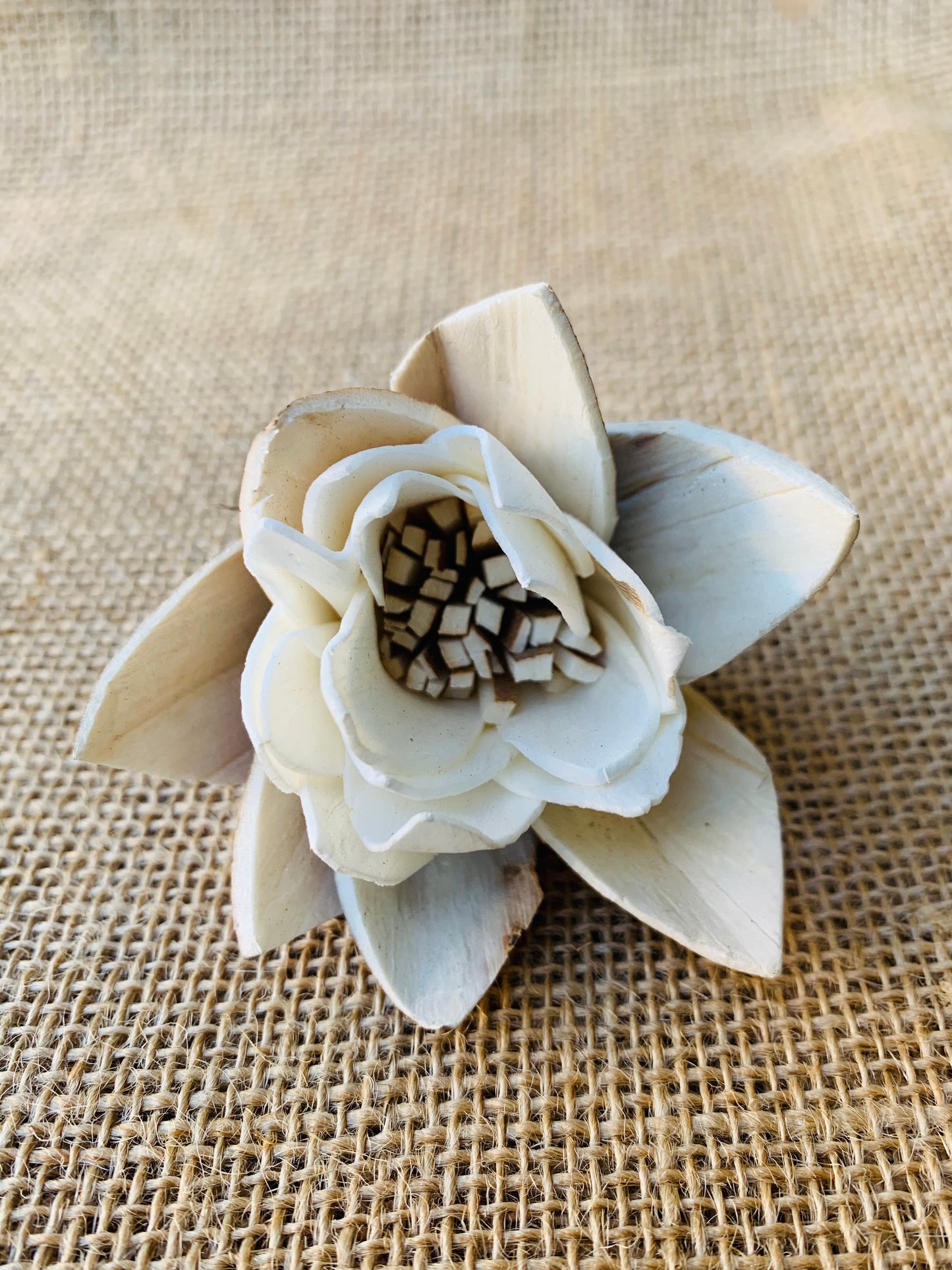 Sola Almond Tulip