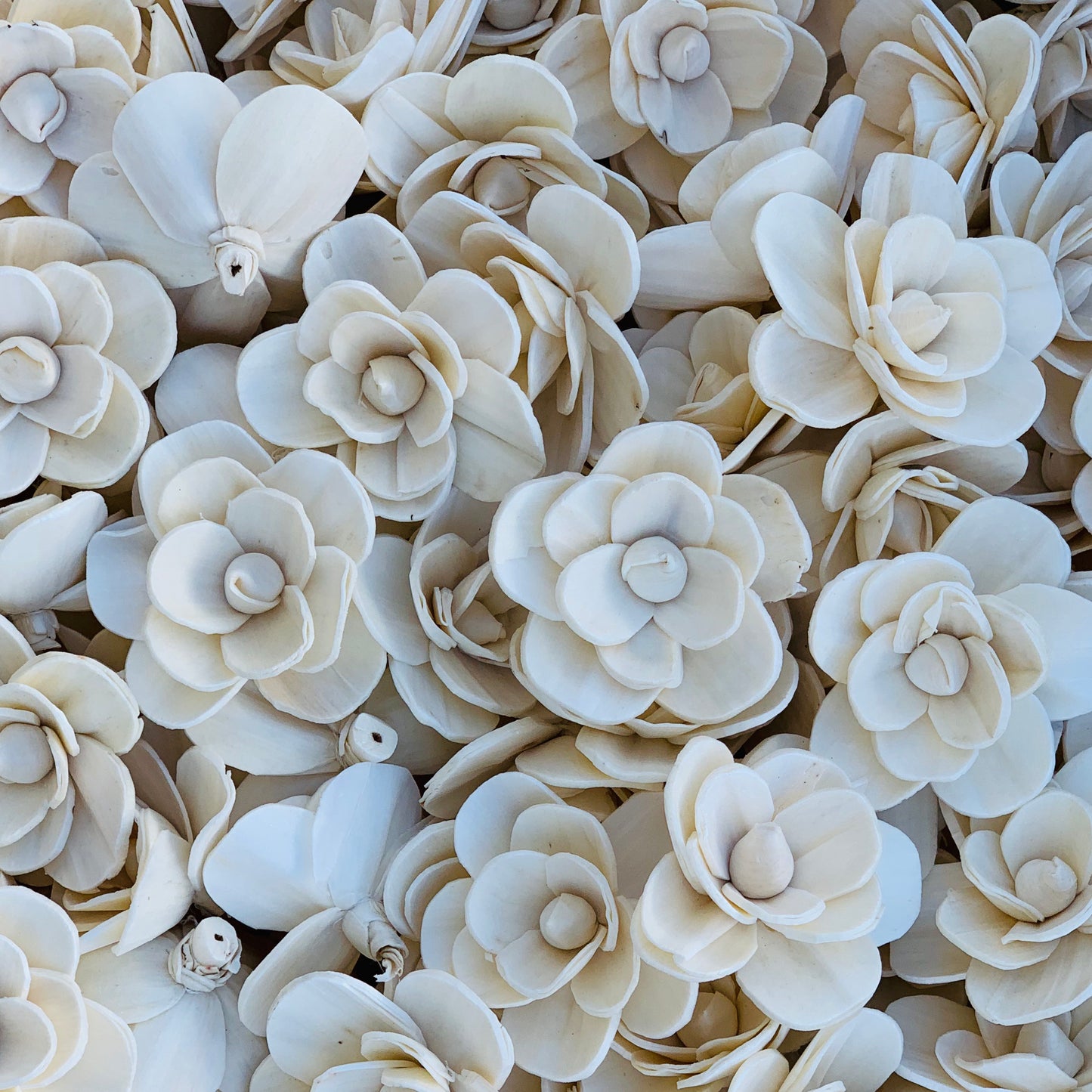 Sola Grace Flower - 1 Dozen Wholesale