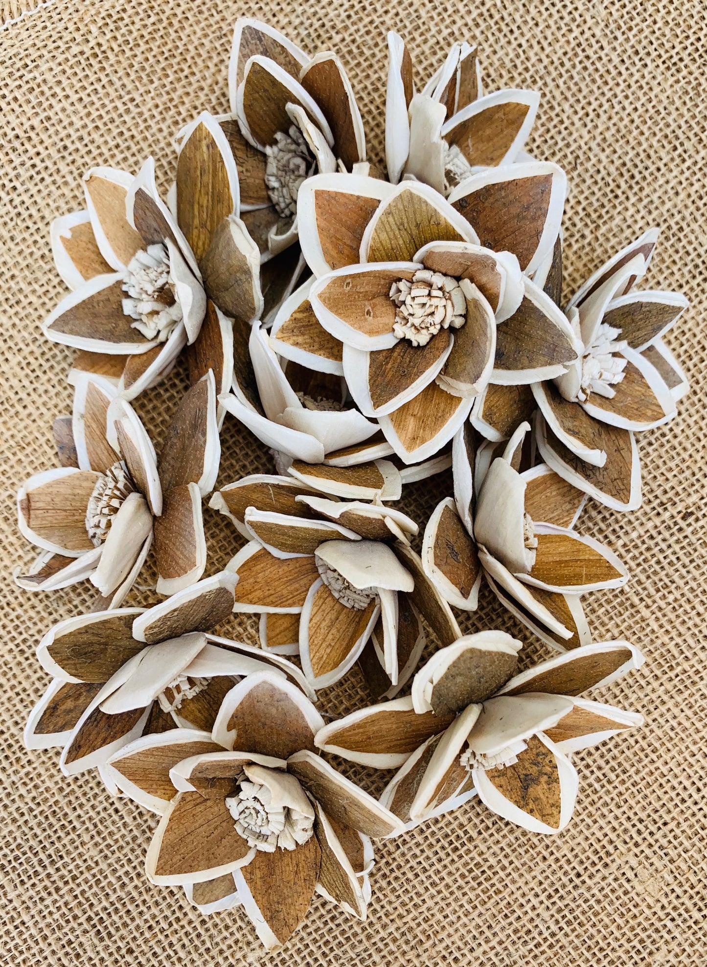 Sola Princess Flowers Wholesale