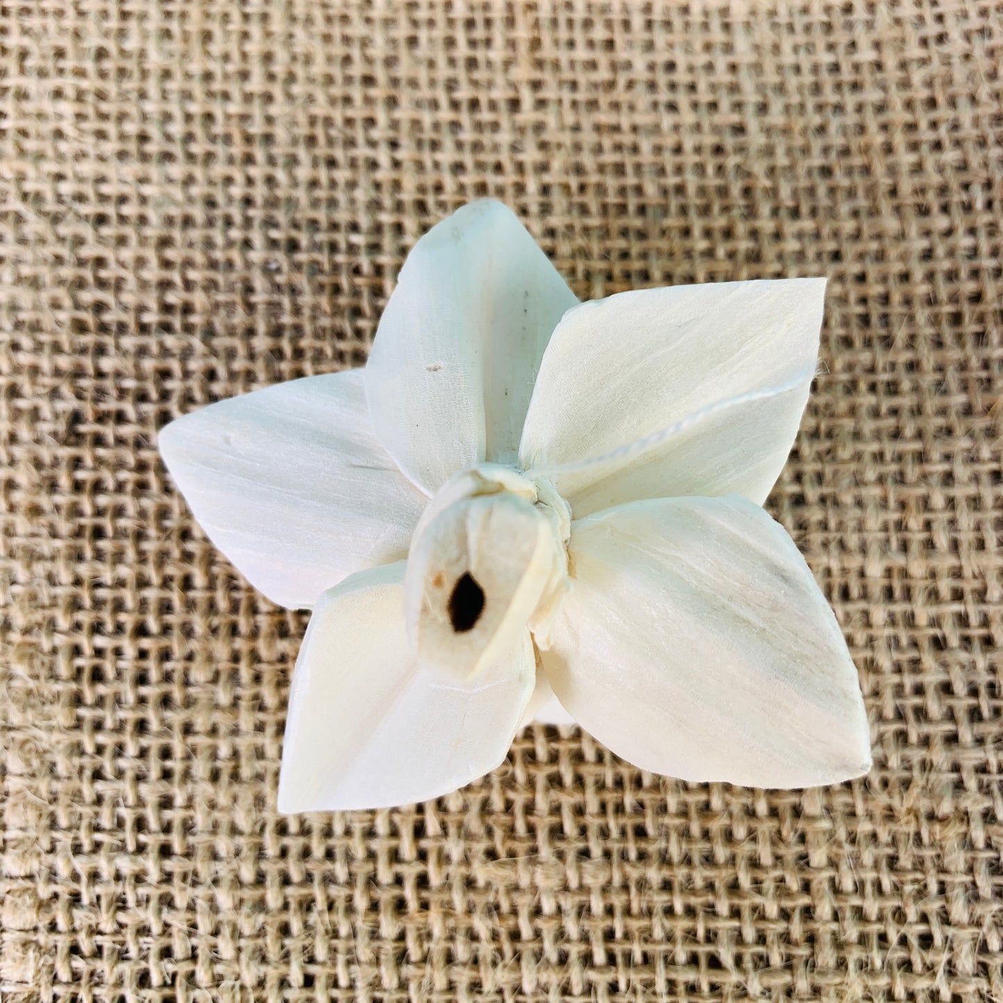 Sola Faith Flower - 1 Dozen