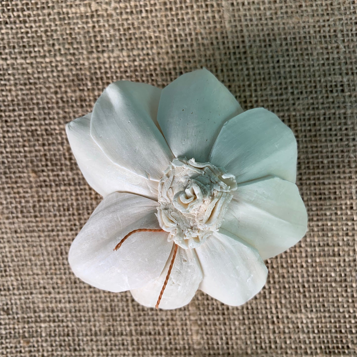 Sola Wish Rose - 1 Dozen Wholesale