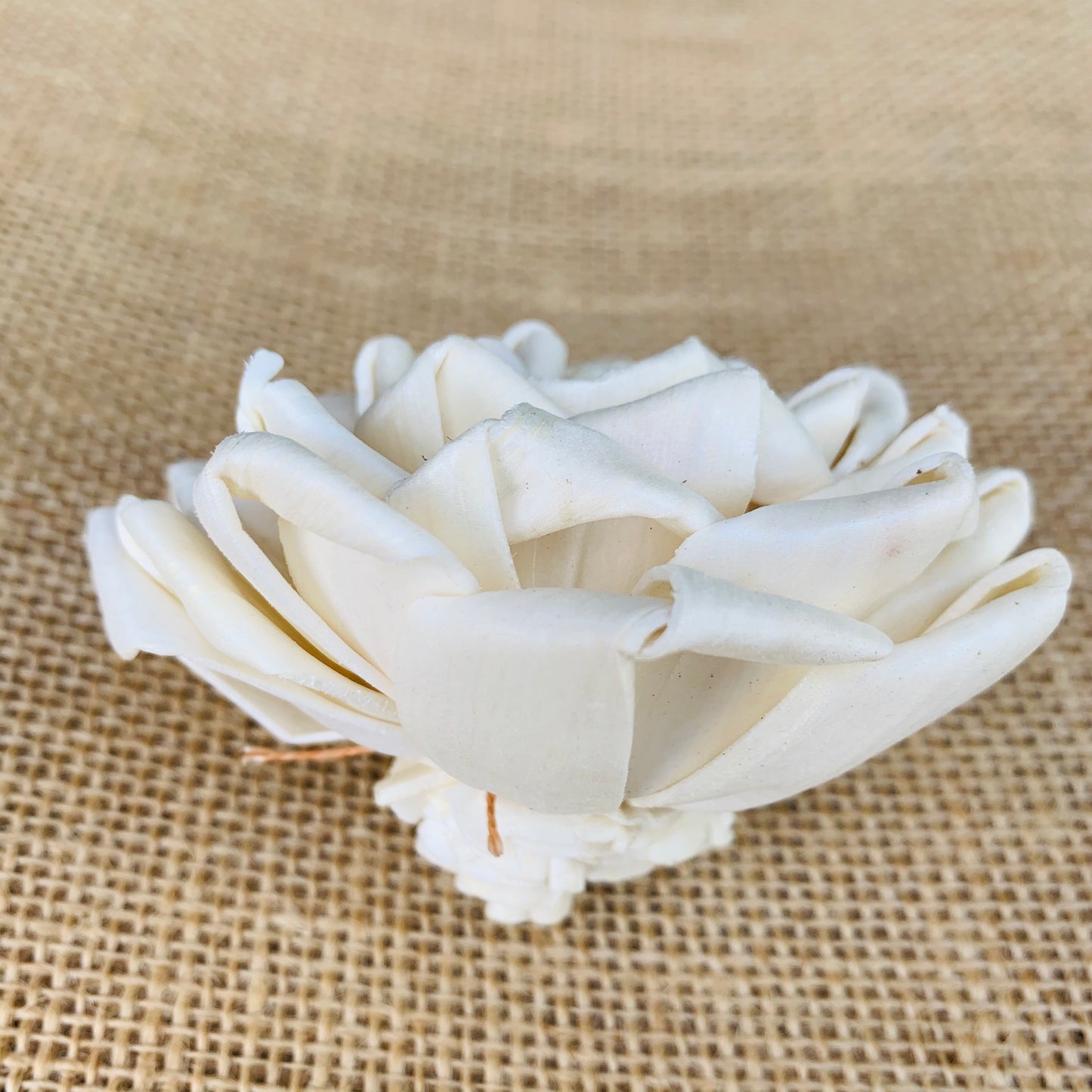 Sola Love Rose Wholesale