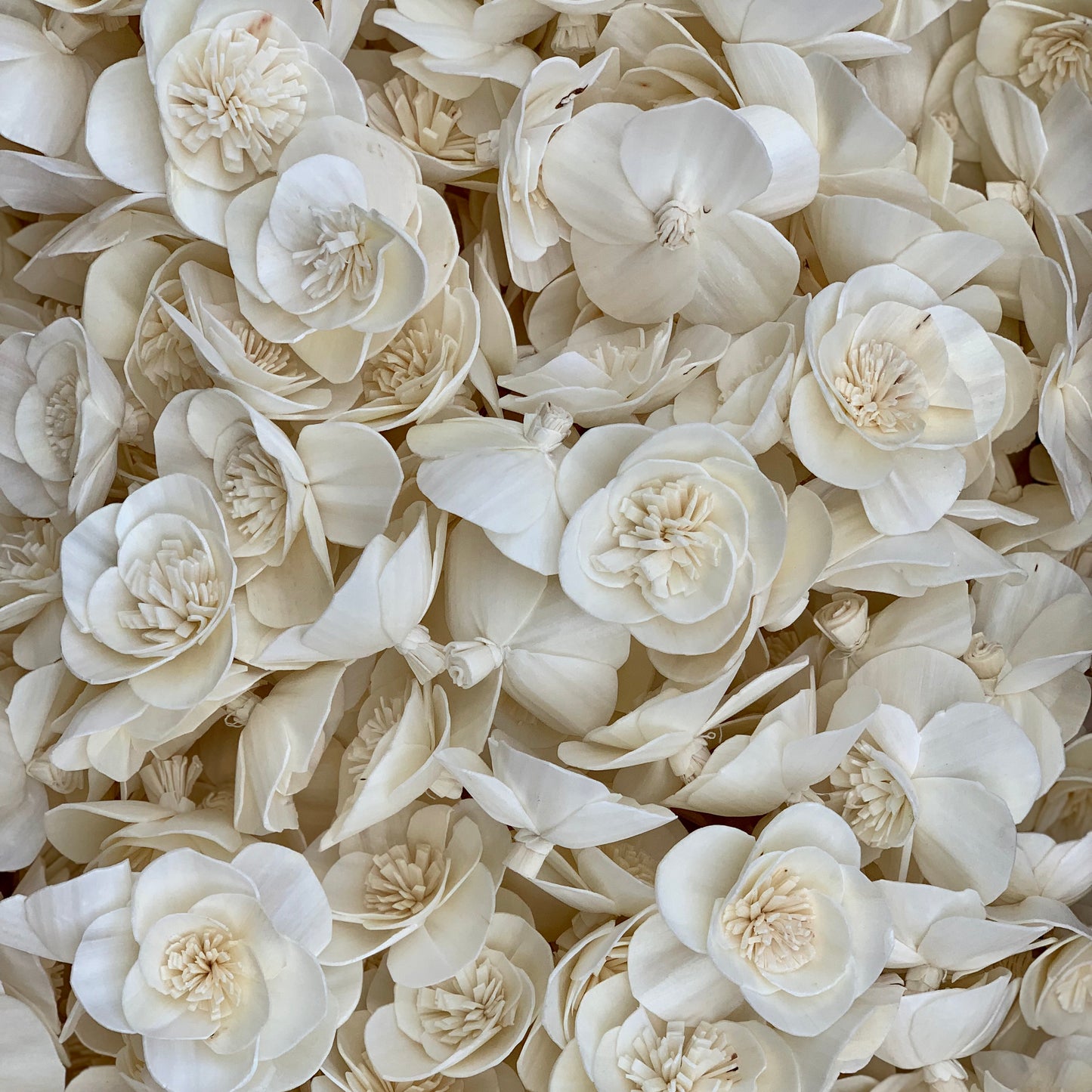 Sola Joy Flower - 1 Dozen Wholesale