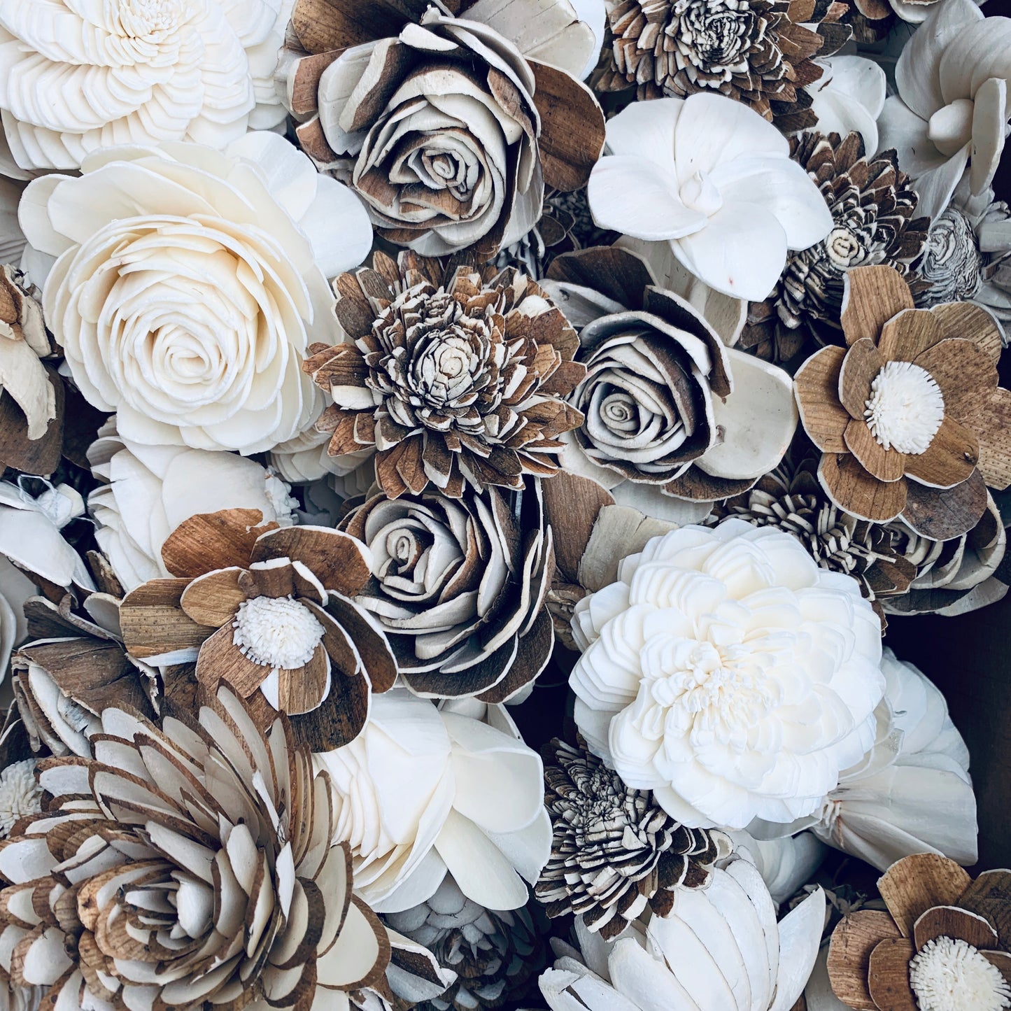 Sola Flower & Sola Skin Assortment Wholesale (50, 100, 200, 300, 500, 1000 Pack)