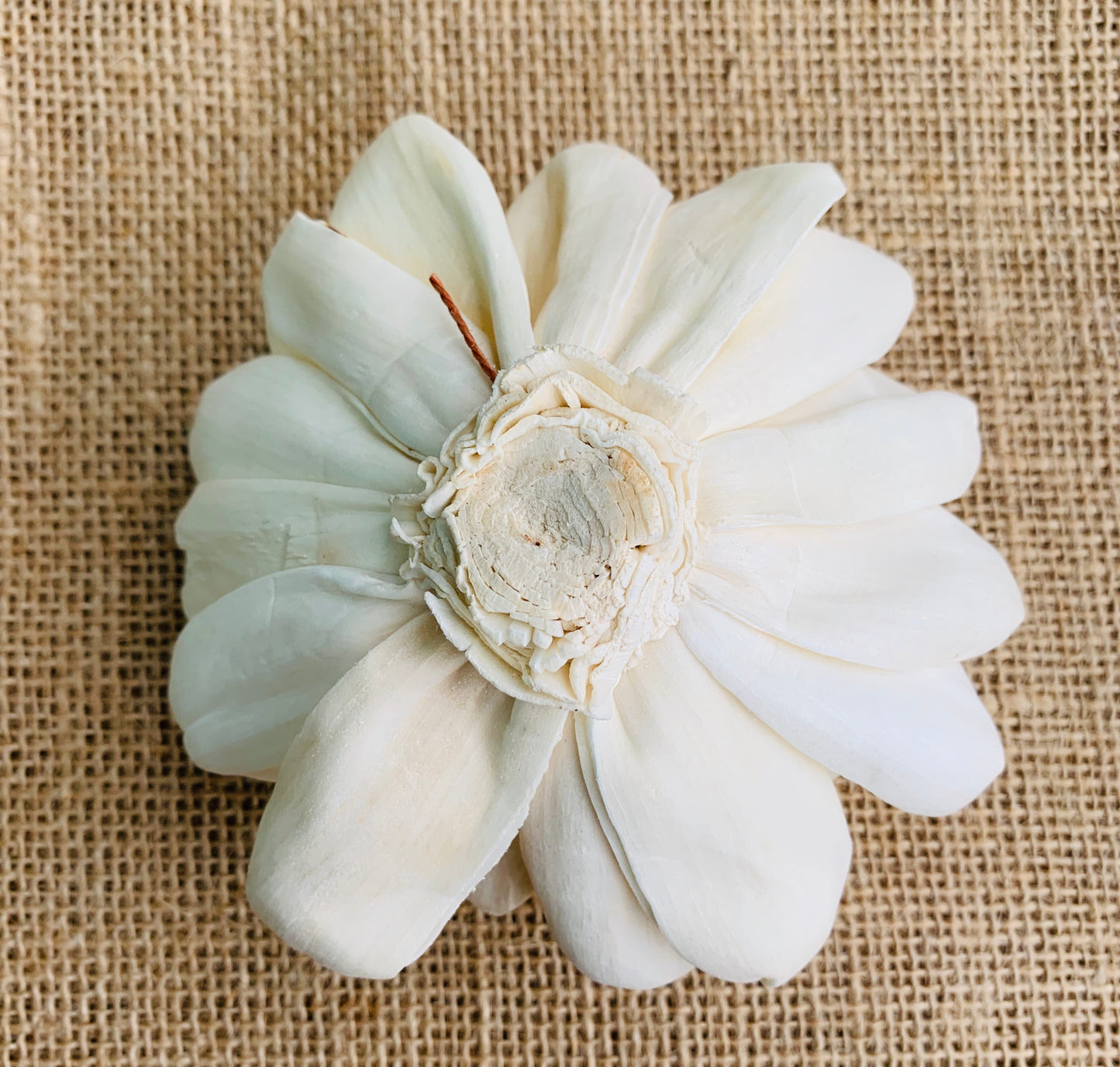 Sola Almond Blossom Flower Wholesale