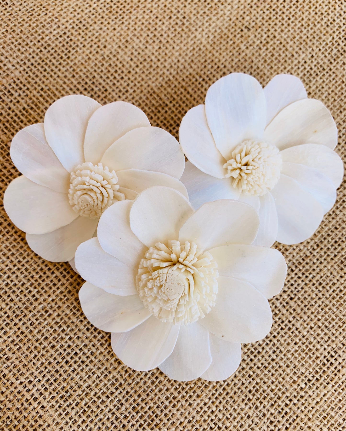 Sola Sunny Love Flower Wholesale