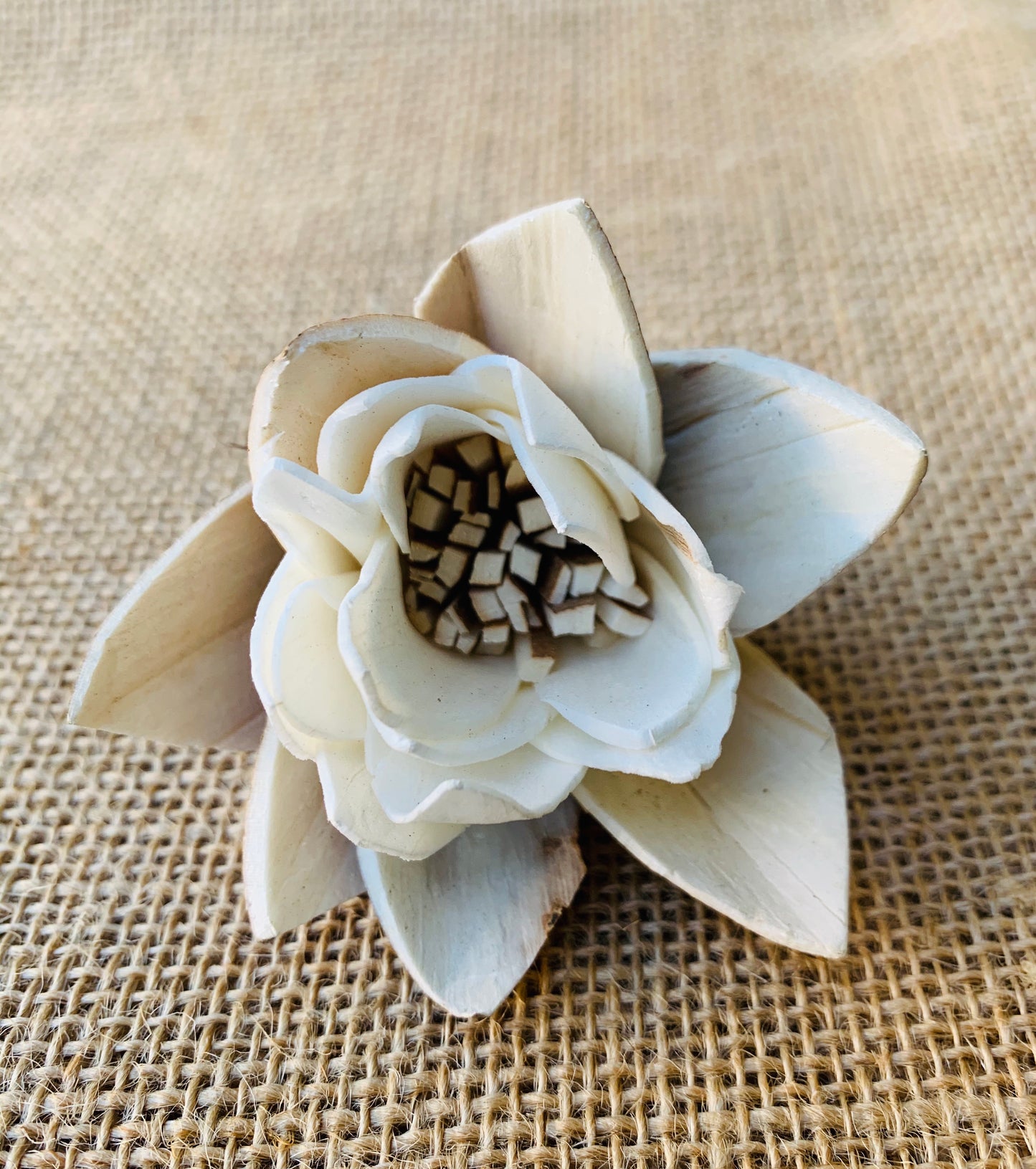 Sola Almond Tulip Wholesale