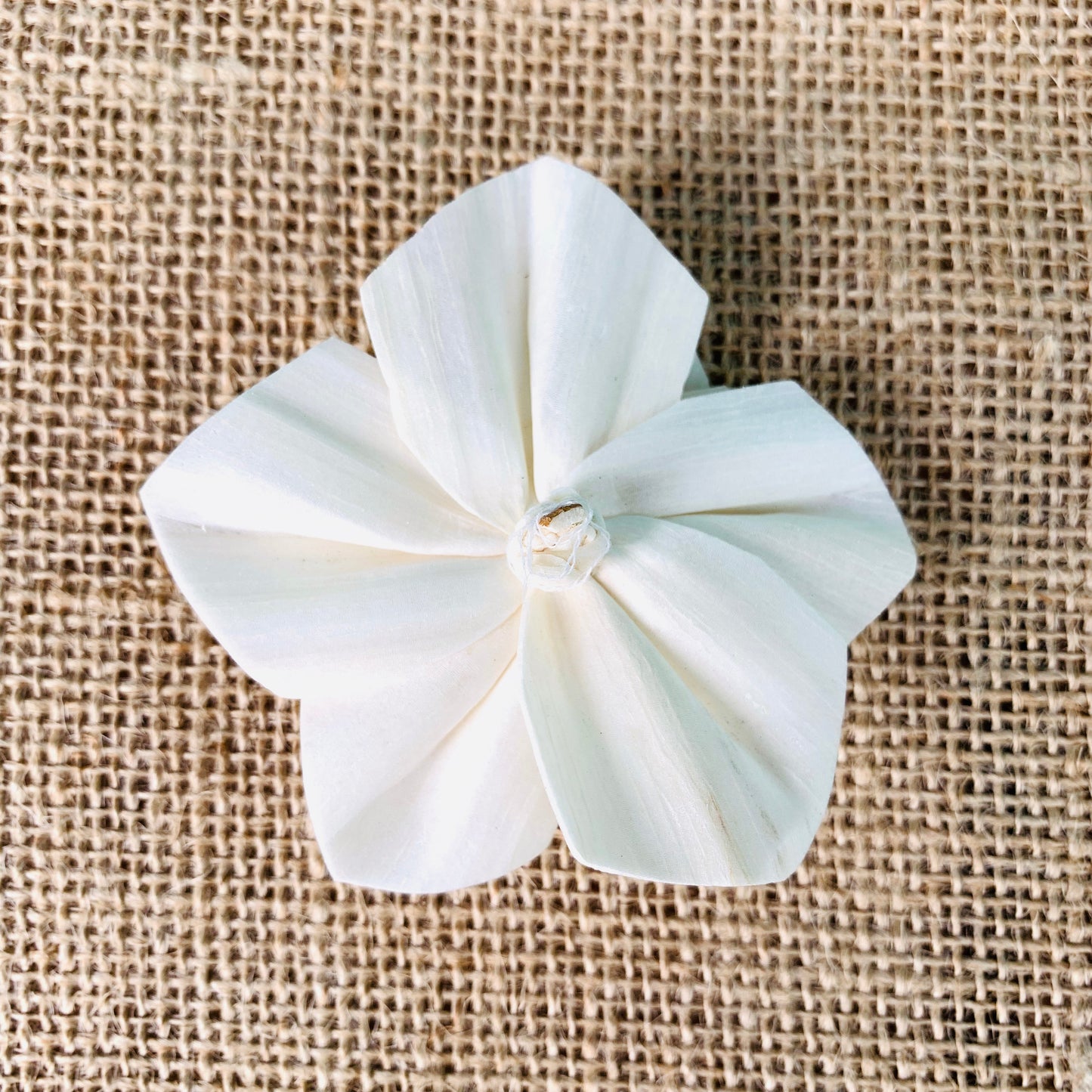 Sola Honey Flower - 1 Dozen