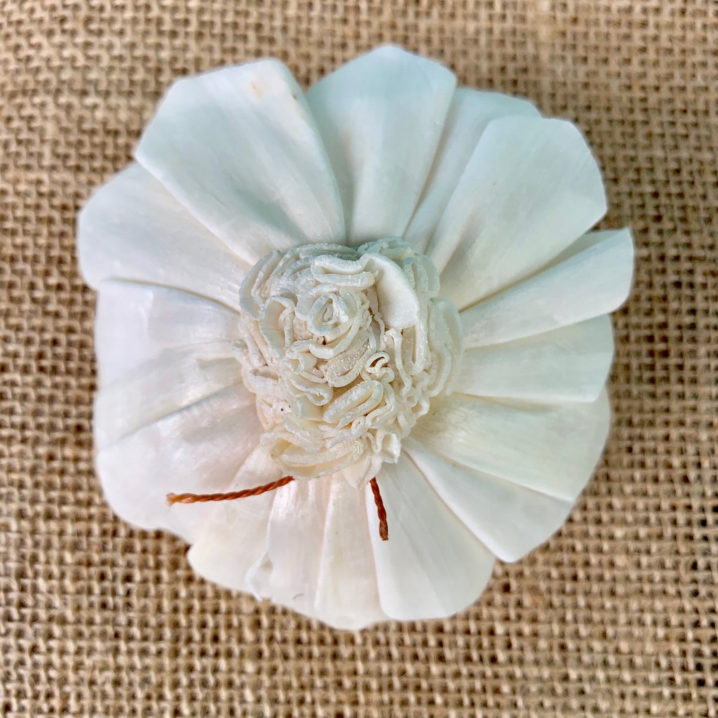 Sola Dali Flower Wholesale