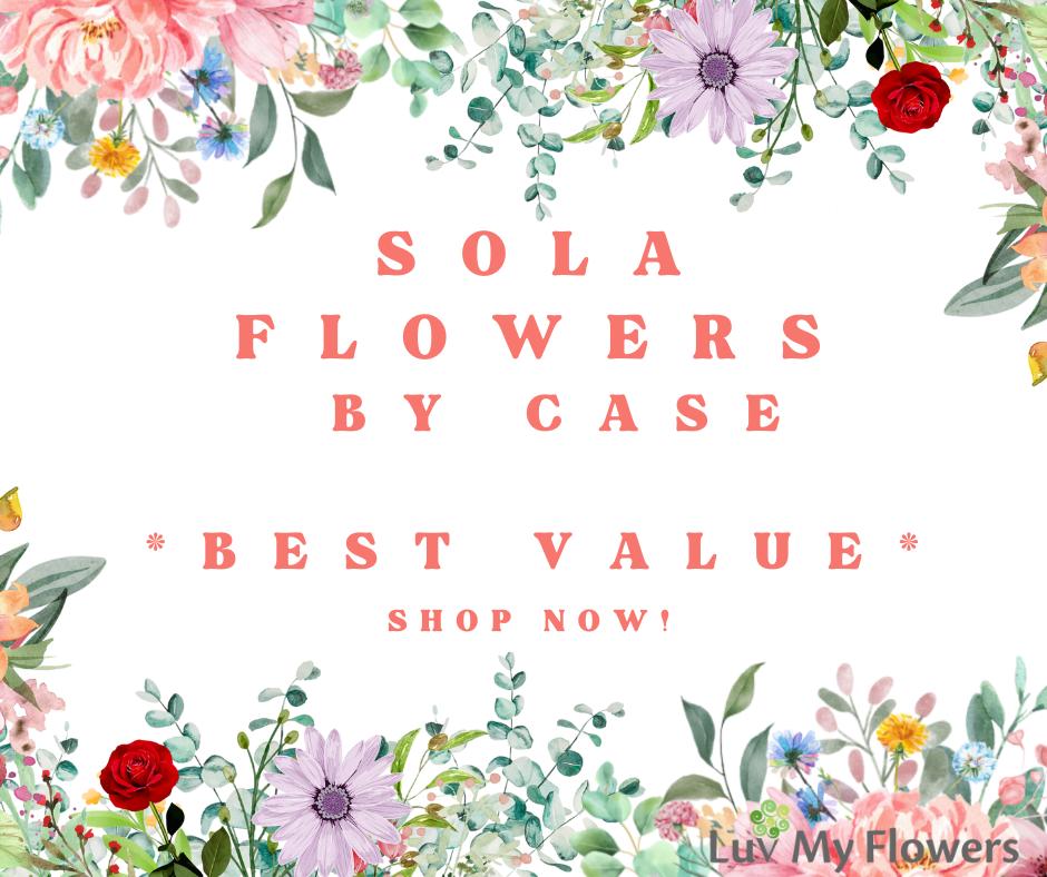 Sola Flowers by Case