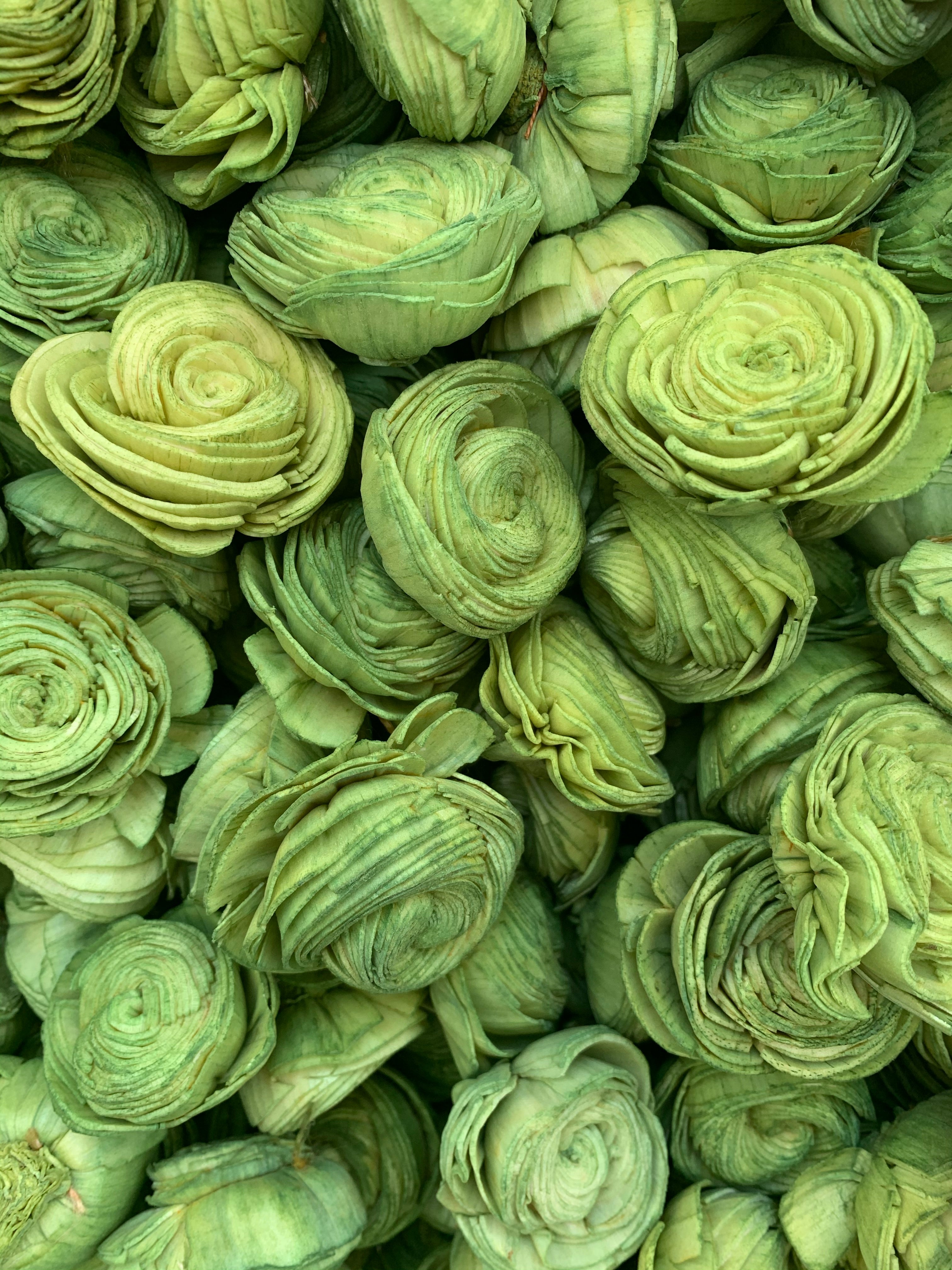 Green Shell – Luv My Flowers Wholesale