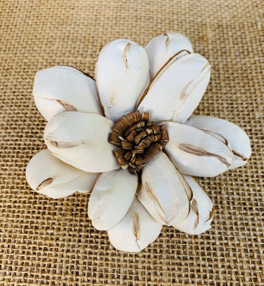 Sola Almond Hazel Wholesale