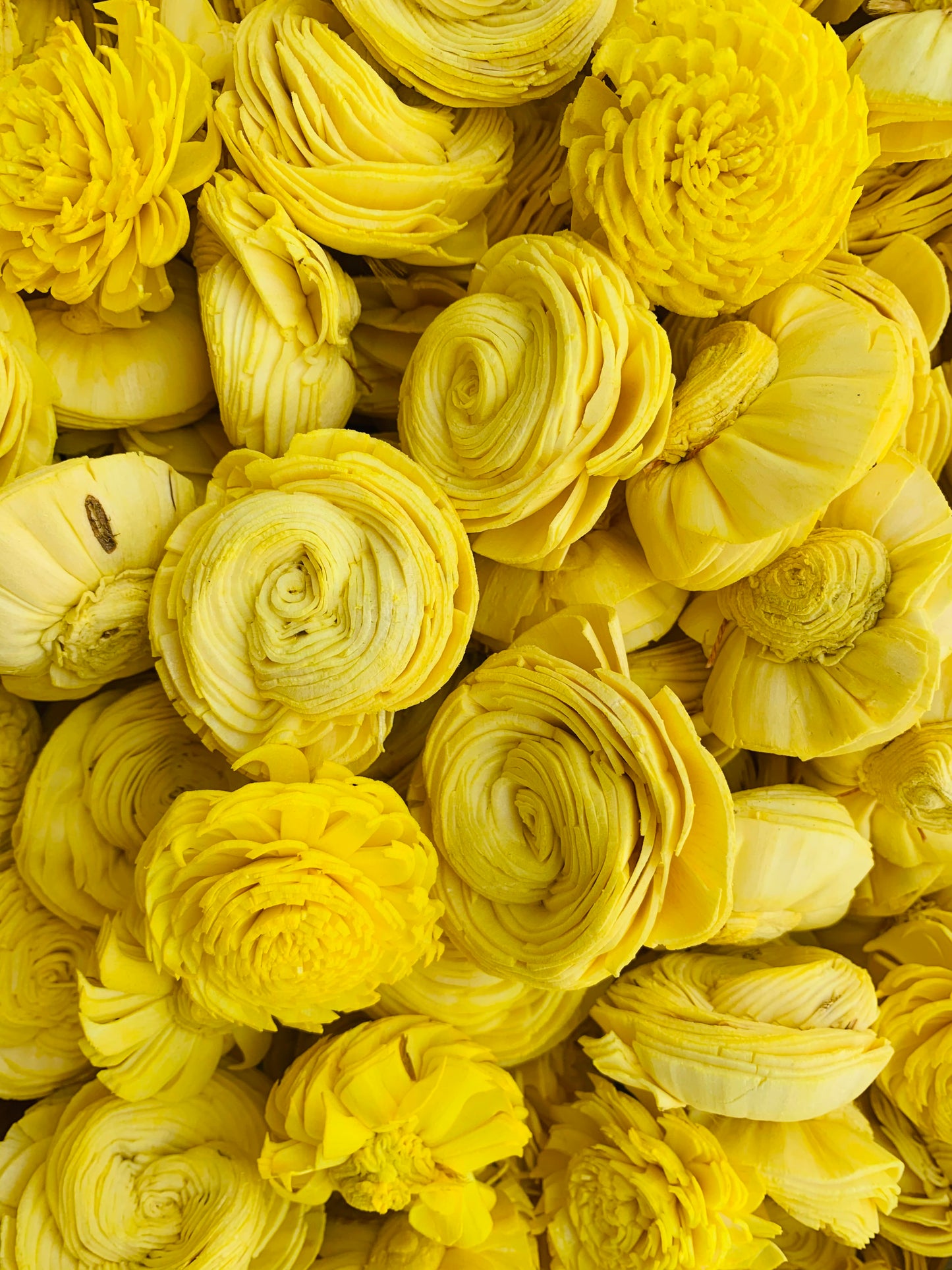 Yellow Dalia Mix