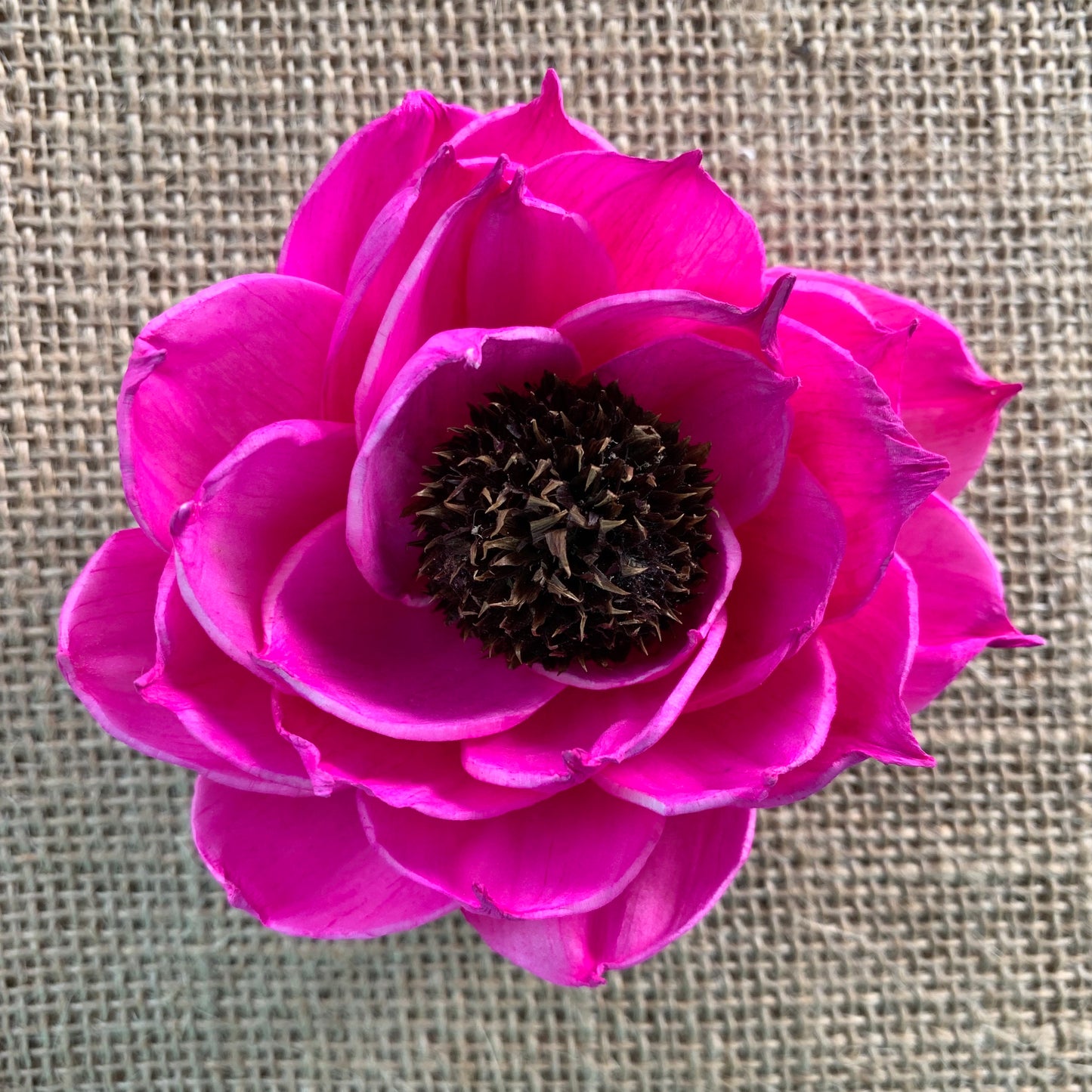 Sola Sunny Magenta Flower - 1 Dozen