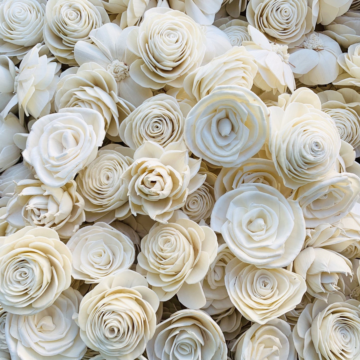 Sola Rose Flower Assortment (50, 100, 200, 500 Pack) - Wholesale