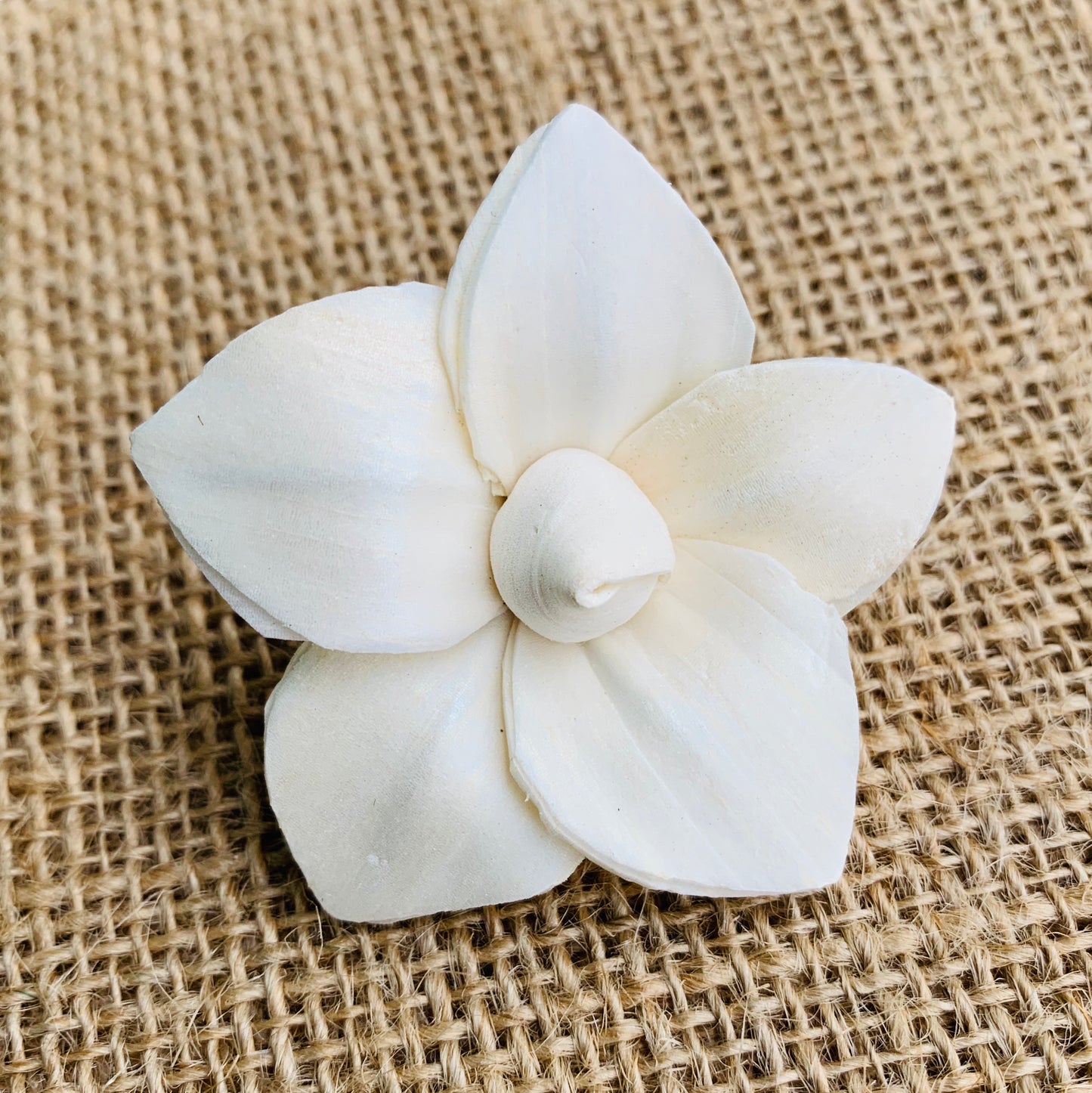 Sola Aloha Flower - 1 Dozen